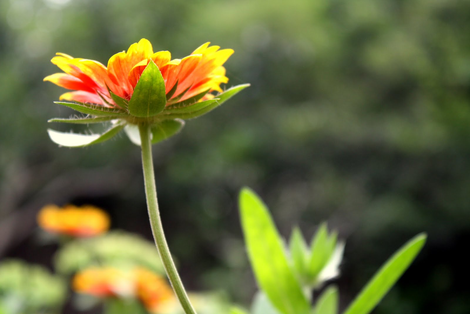 Truth Meets Pearl Healing Flowers