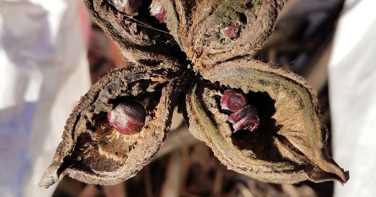 Southern Peony 2020 Peony 'Lemon Chiffon' Open Pollinated Seeds Found