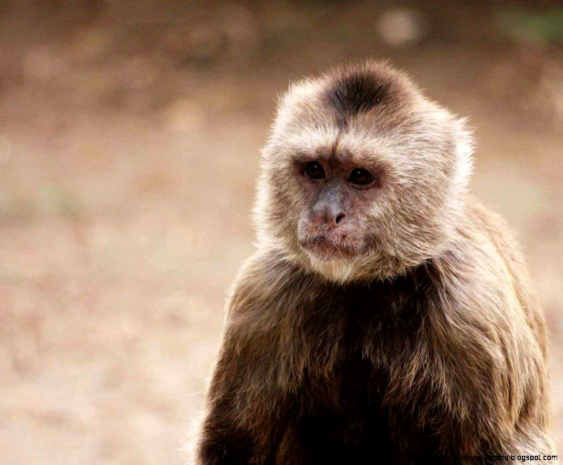 Capuchin Monkey