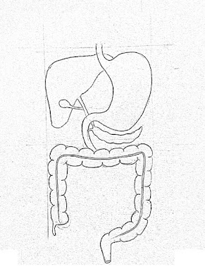 DRAW IT NEAT : How to draw human digestive system