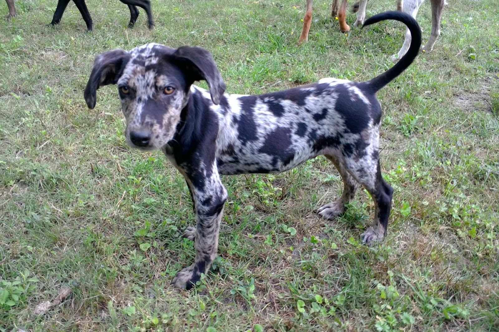 Catahoula Puppies: Louisiana Catahoula Puppies for sale, 4-6 month old