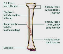A General Guide For Health and Wellness in Adults: Bone Anatomy