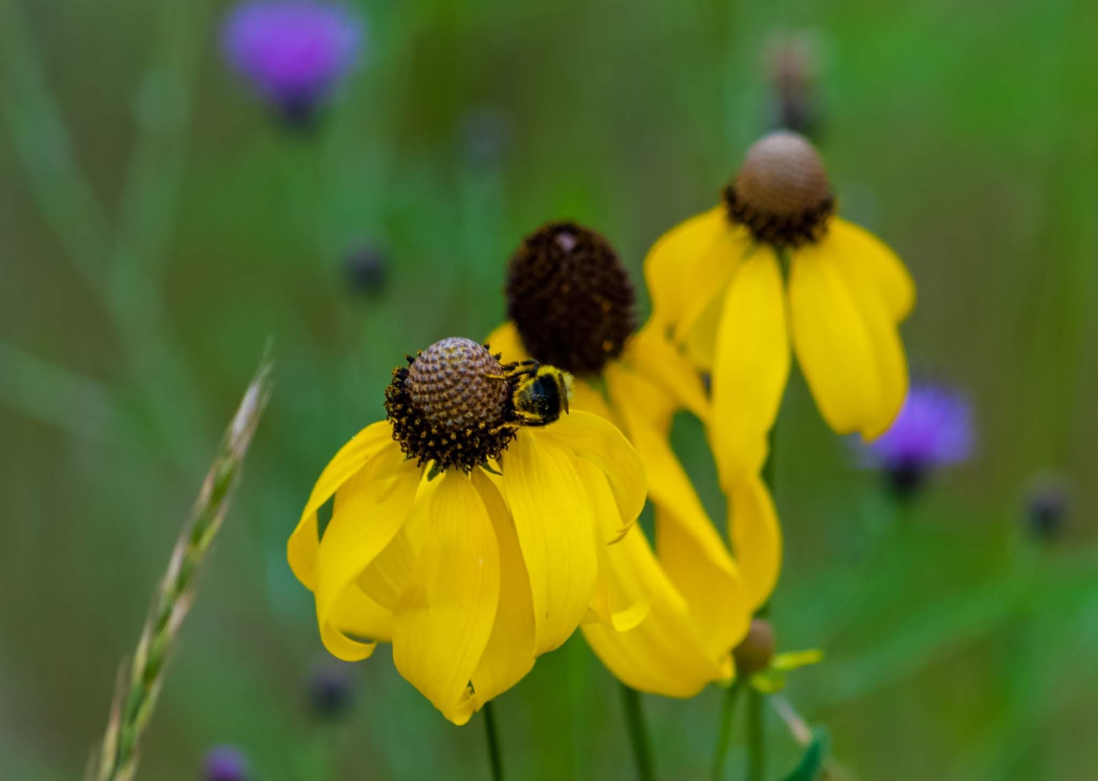 Yellow Coneflowers