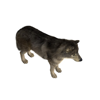 Shave and a Haircut: wolf