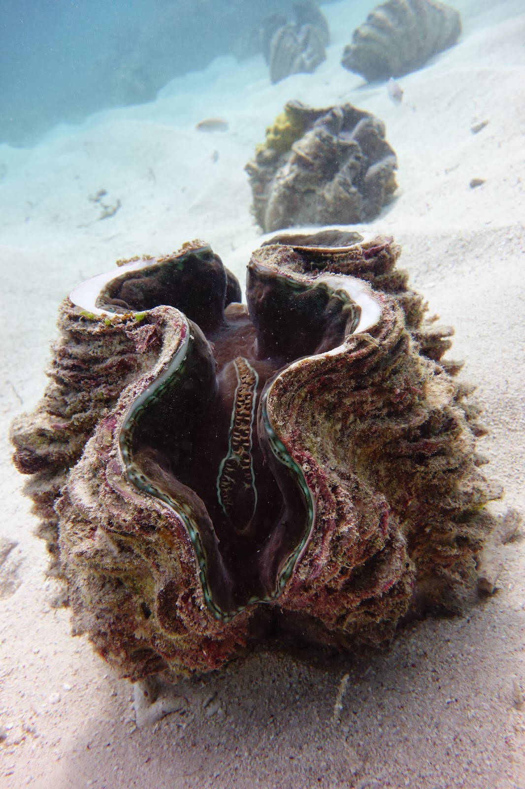 Roving Gnome Travel Blog Octopus Love near Cairns Diving the Great