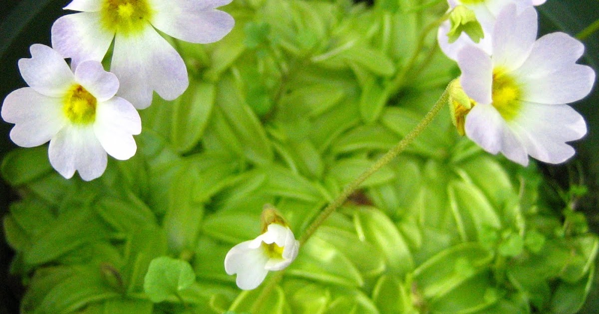 Plant of the Day Plant of the day is Pinguicula primuliflora or