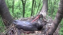 Gemenci fekete gólyafészek webkamera