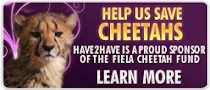 Help Us Save Cheetahs