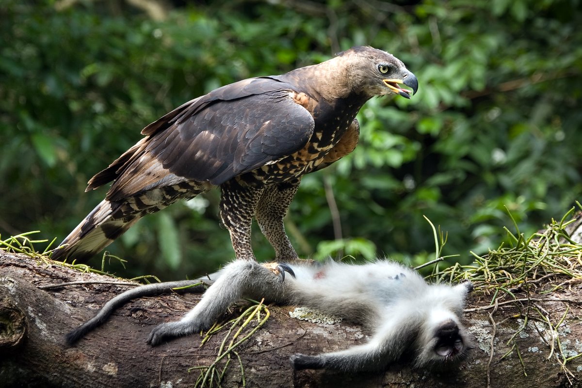 Crowned Eagle with Vervet Monkey prey - Here's an image that has done ...