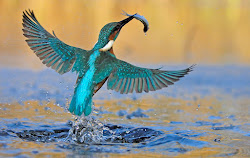 kingfisher wings water spread fish flying its rises wave beak