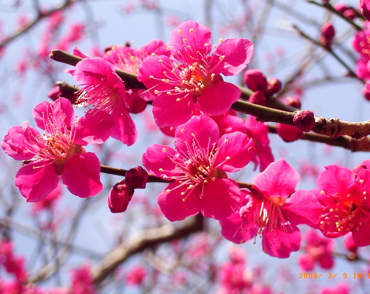 Jovialidade Do TAKA タカの楽しみ: 春の陽射しに、梅の花も開き始めて。
