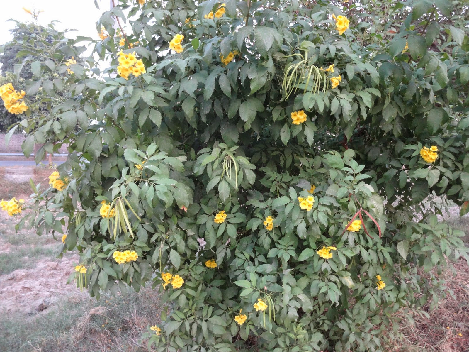 Plants of Lahore Pakistan stans Yellow trumpet flowers shrub