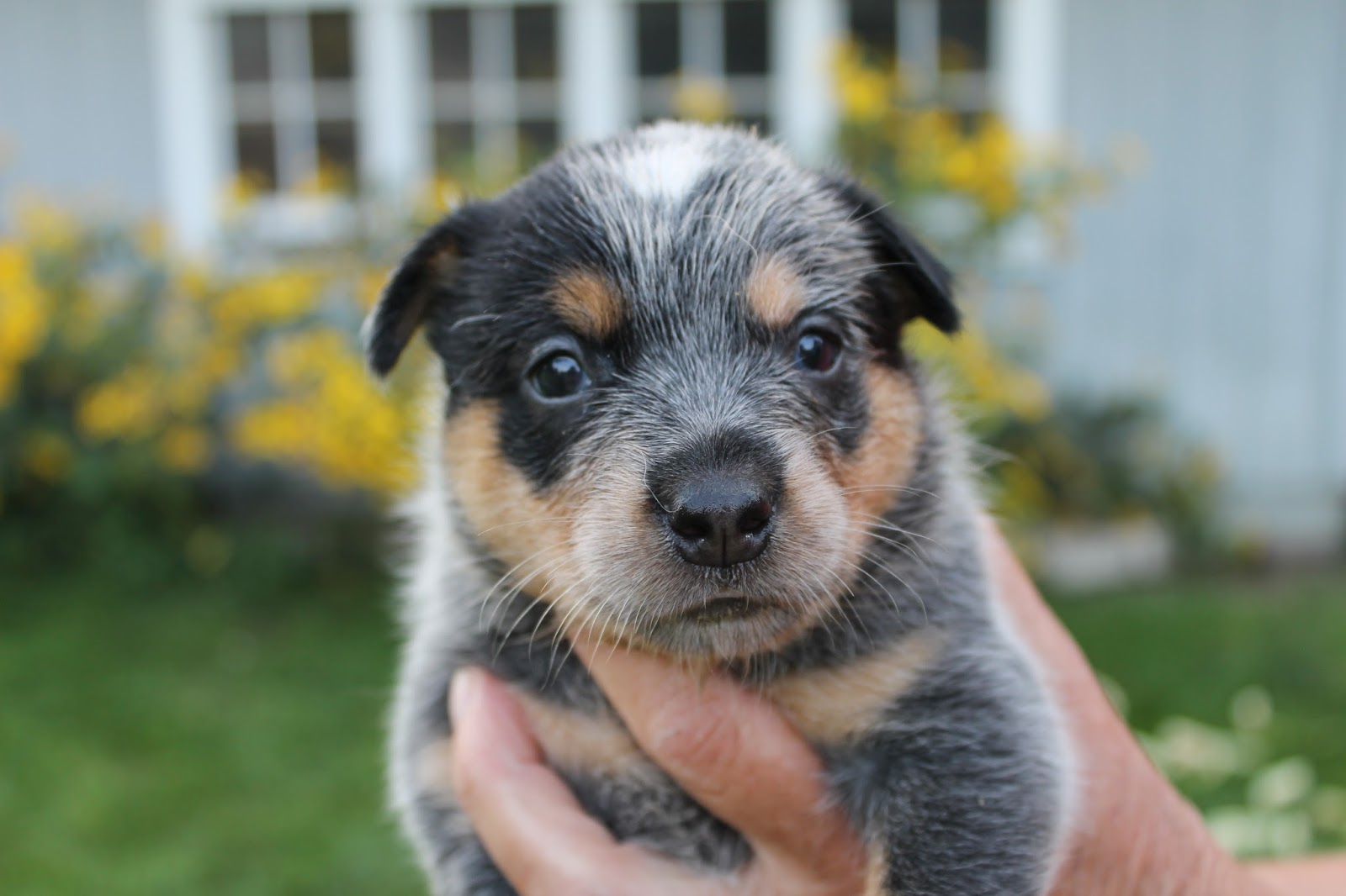 McCartney Cattle Dogs New Puppy Pictures!