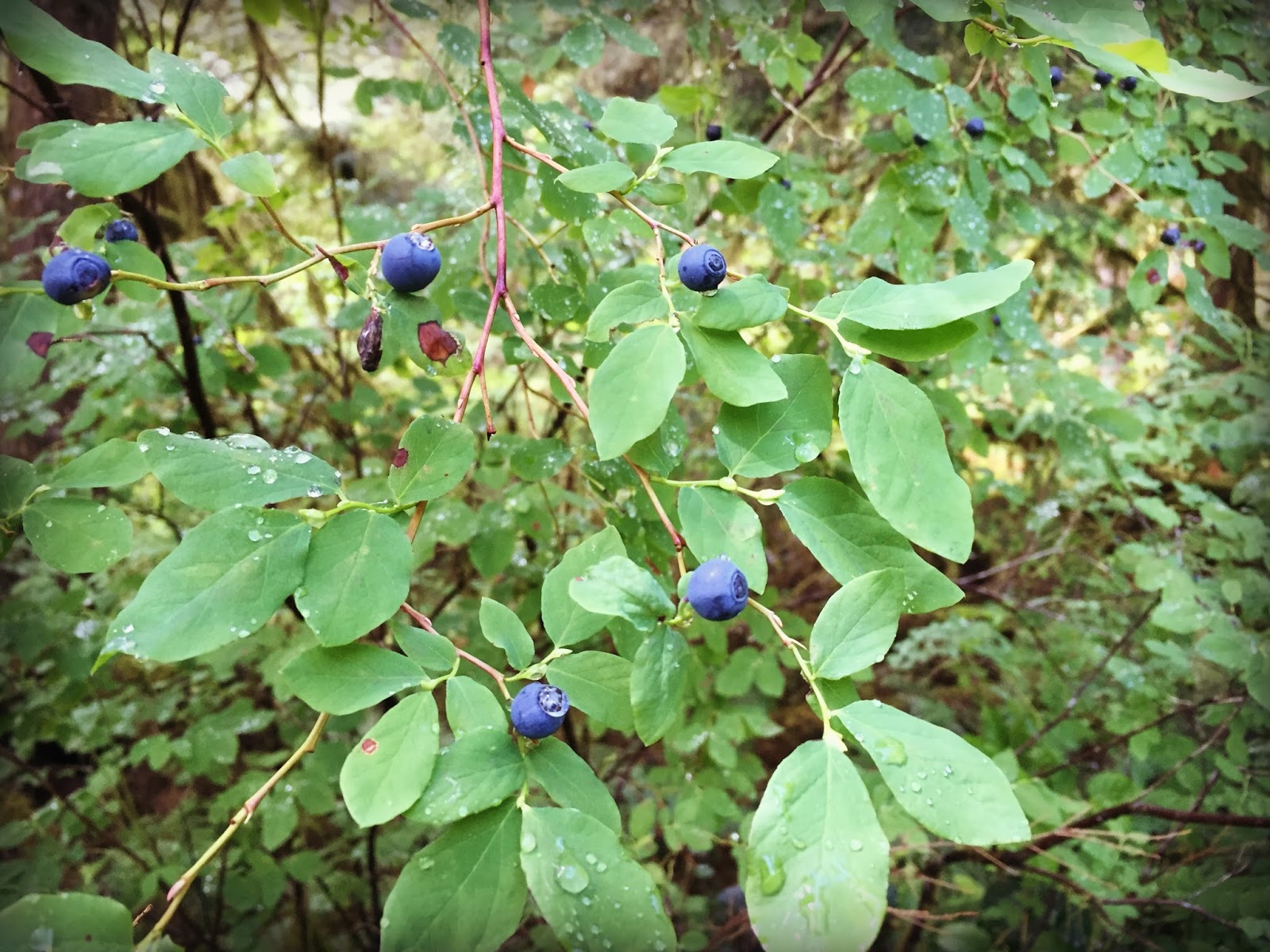 Marblemount Homestead: Wild berries and one berry bush you should plant