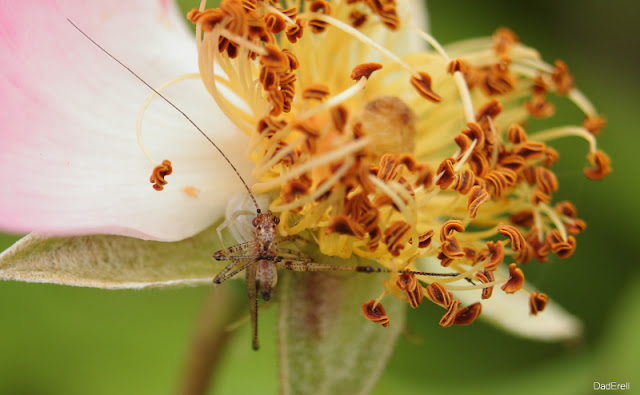 L'araignée crabe dévore un petit insecte 