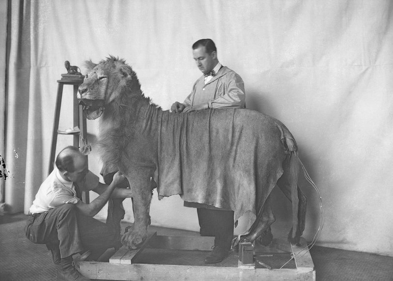 Successful Tasp Essays