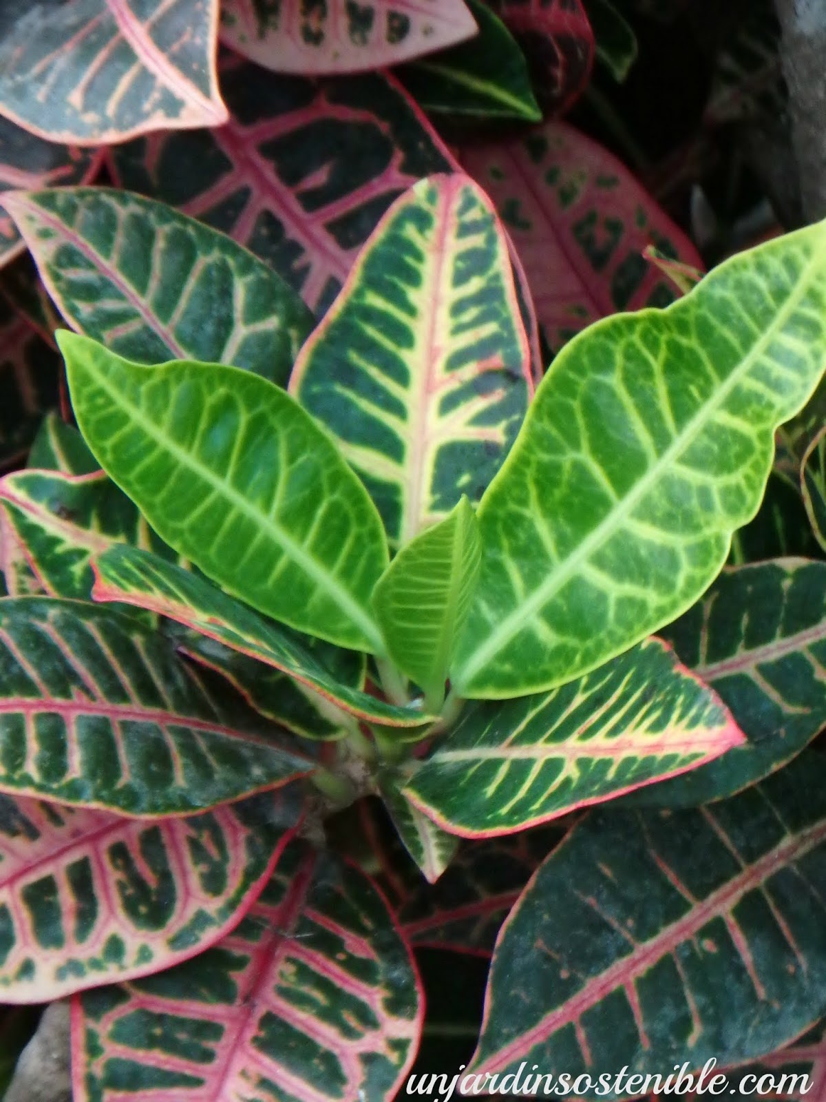 Codiaeum variegatum (Crotón Petra y Magnificiens)