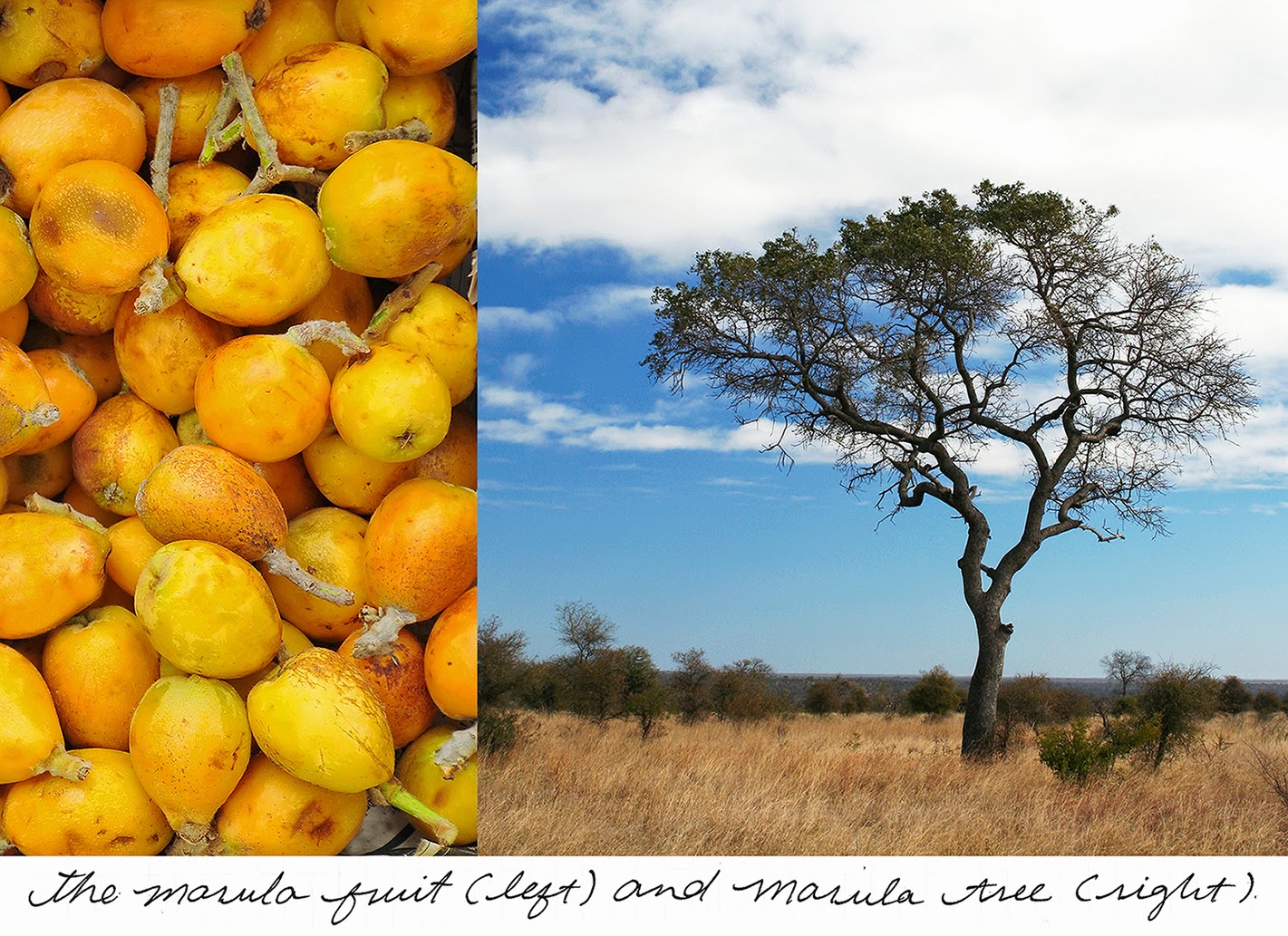 Marula Tree Inside Allure by Amy - A Beautiful You : Dial - Miracle Oil Infused with ...