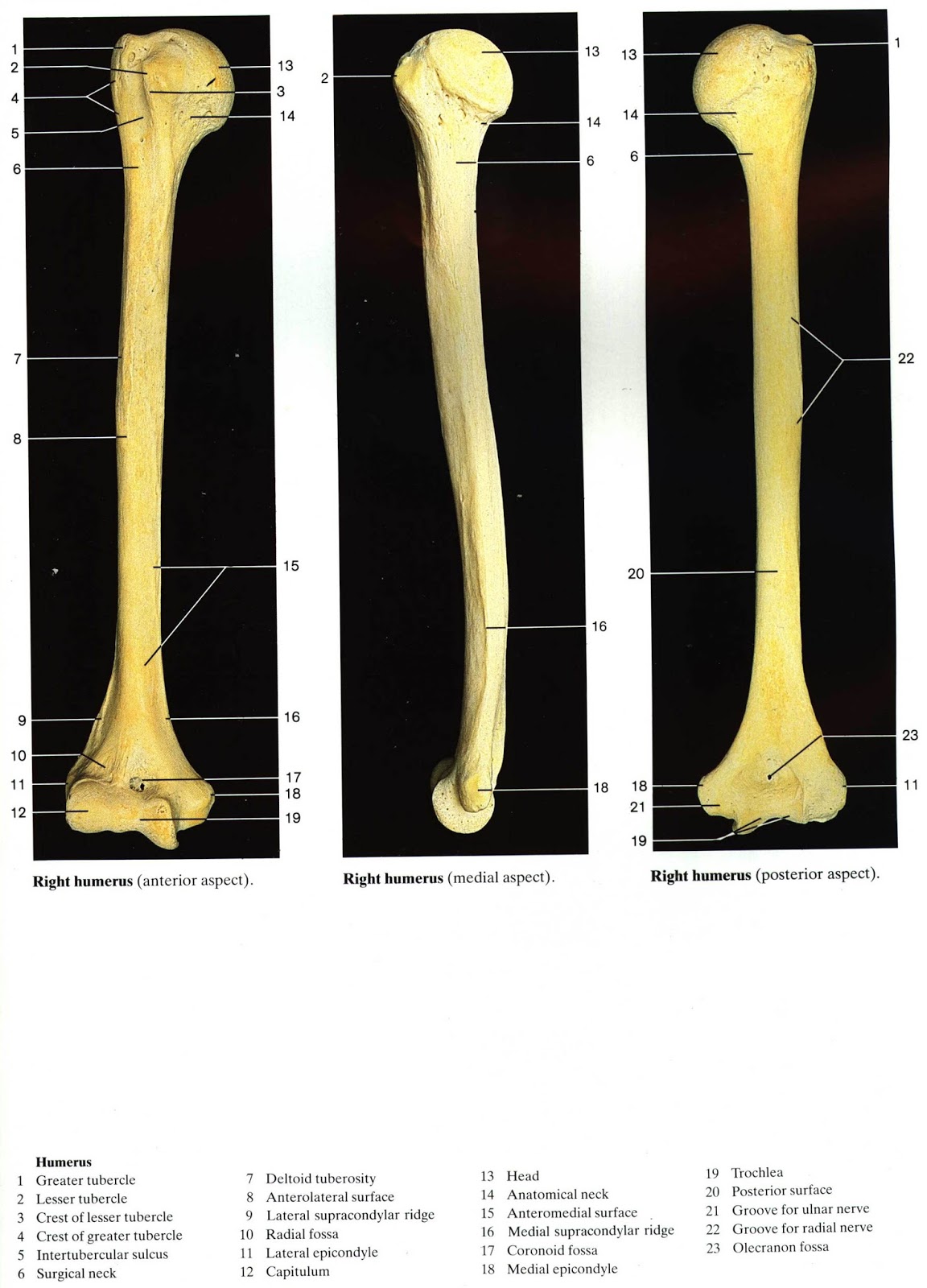 Epicondylus lateralis плечевой кости