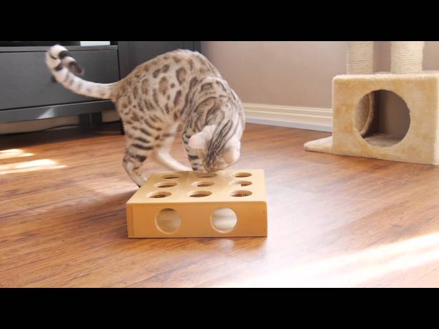 5 Homemade Cat Toys