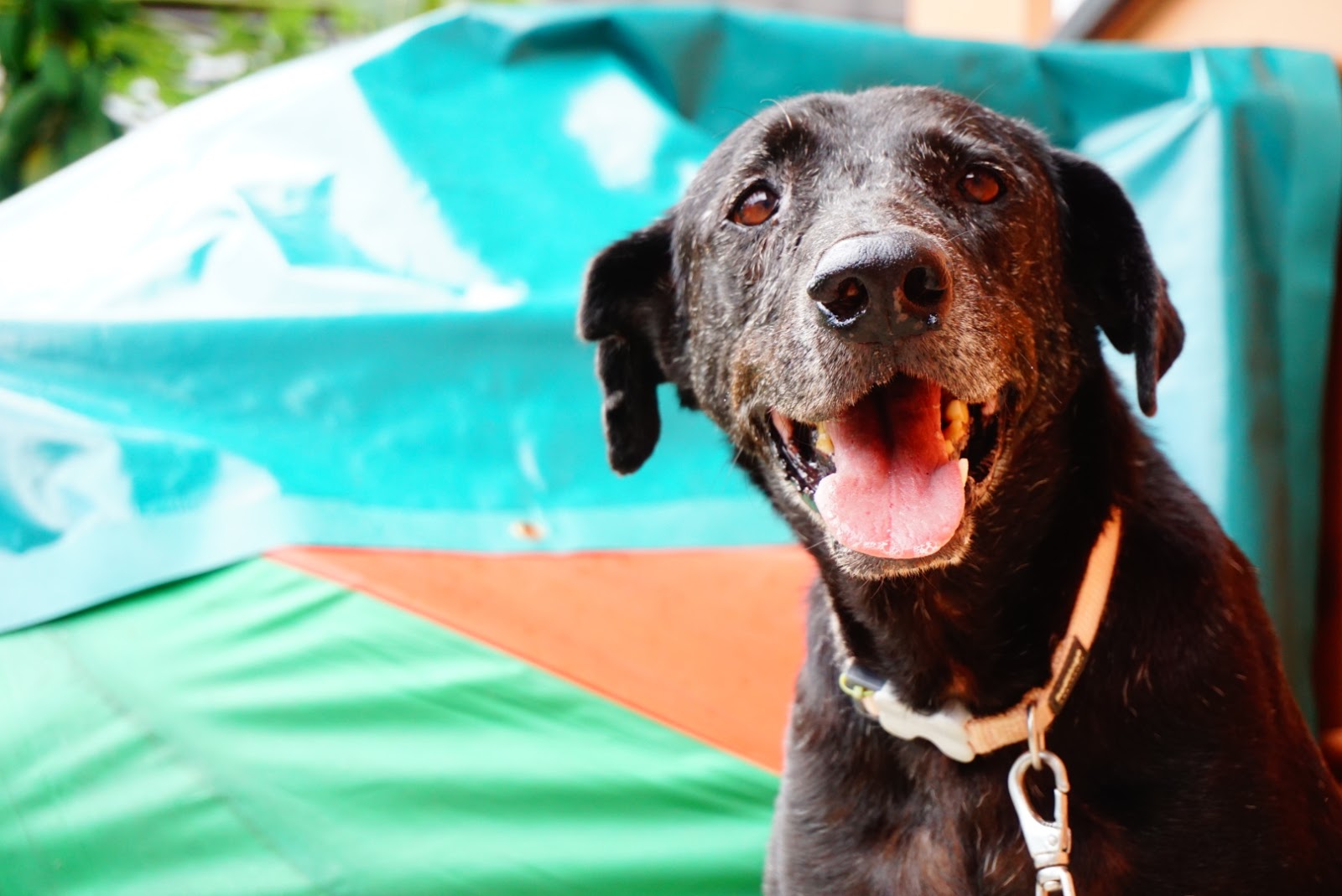 HOPE Dog Rescue What Makes A "Special" Needs Dog Special?