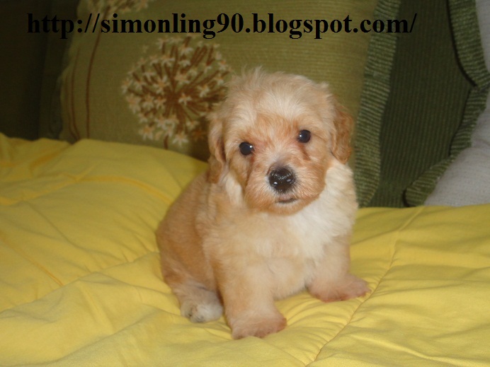 To YouAndMePets Enterprise [Sold Out] Apricot Toy Poodle