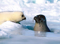 Buz üstündeki beyaz bir yavru fok ile buz deliğinden çıkmış siyah yavru fok