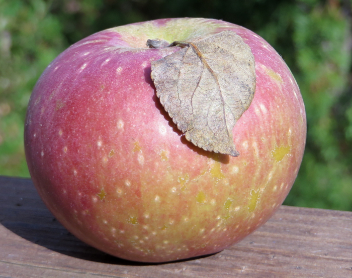 Adam's Apples Virginia Beauty