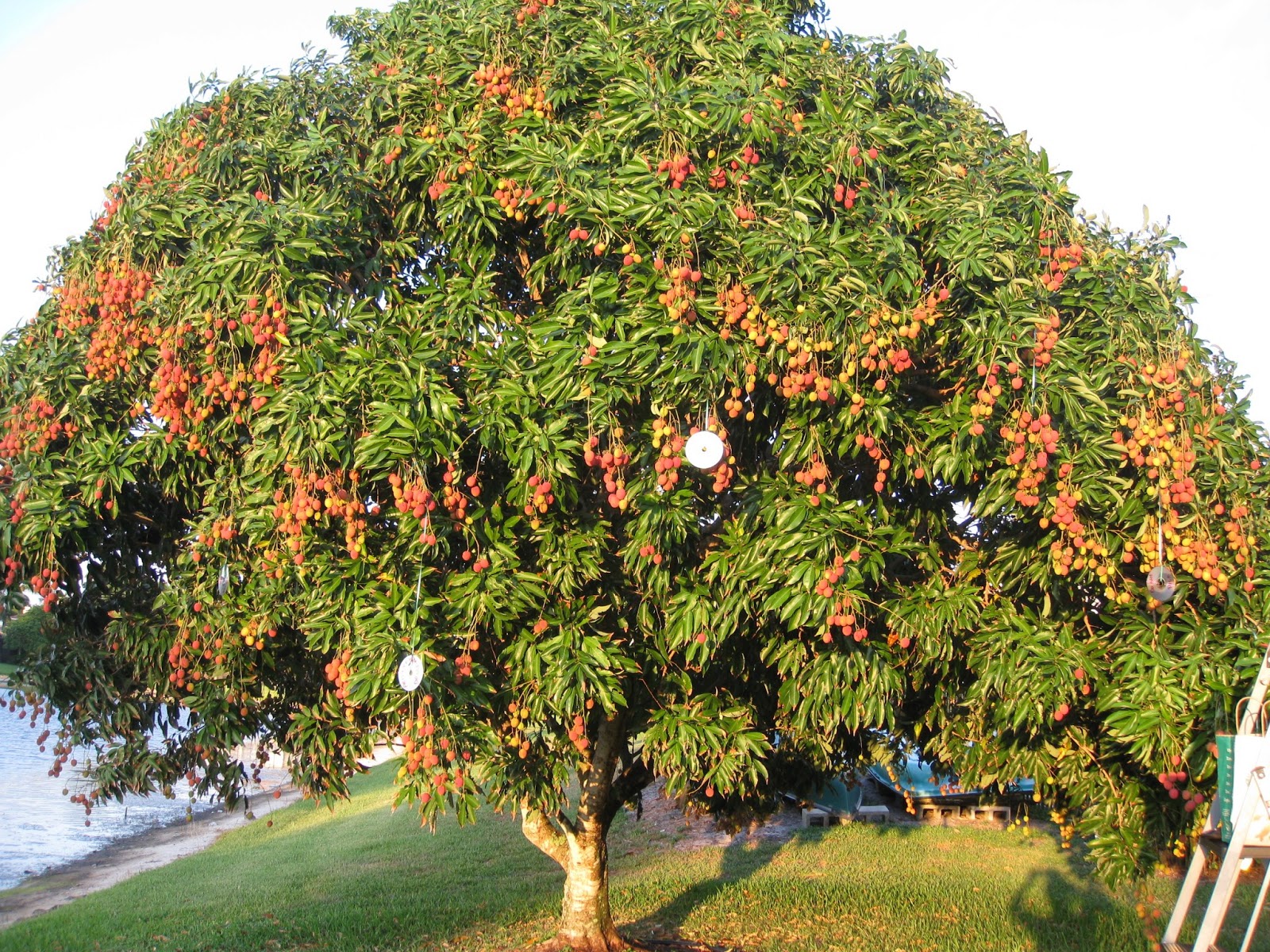 Wallpaper Lychee Gift Of Nature wallpaper-lychee-gift-of-nature