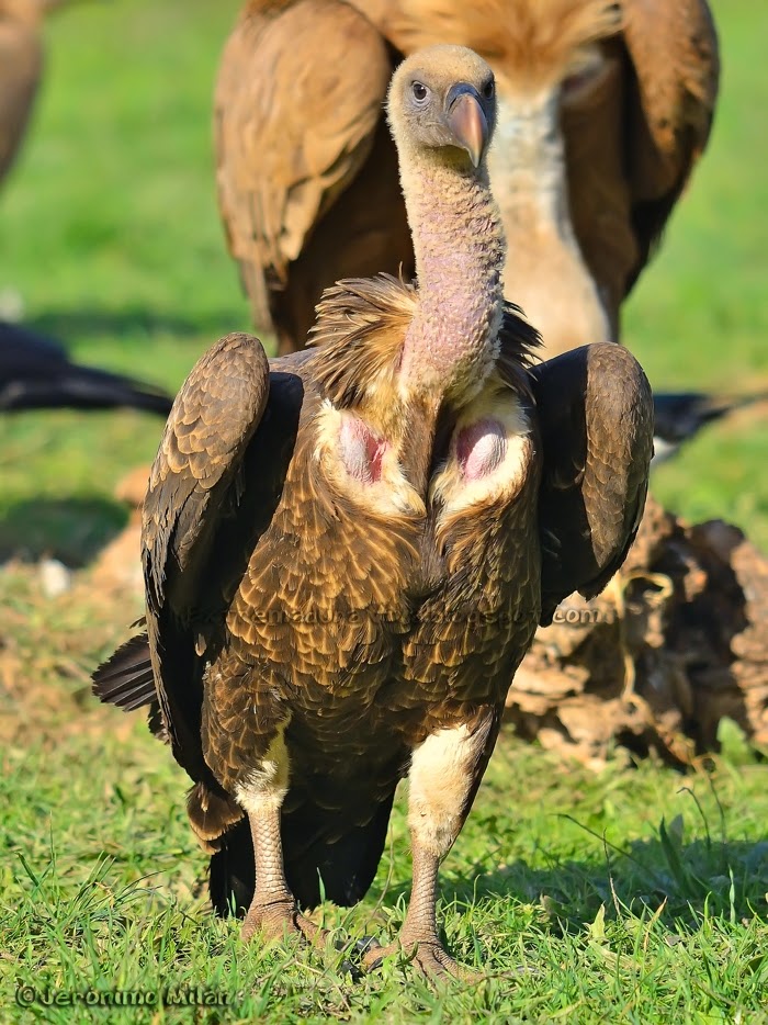Jerónimo Milán Martínez. Extremadura Viva Una