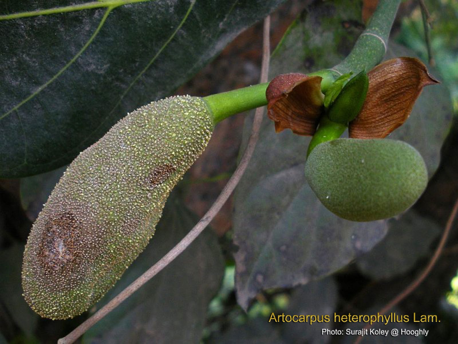 Medicinal Plants Artocarpus heterophyllus Jackfruit tree panasa pazha pala