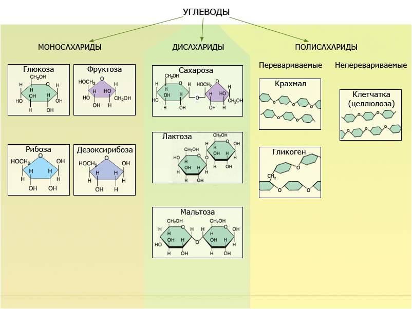 таблица по фотосинтезу 9 класс