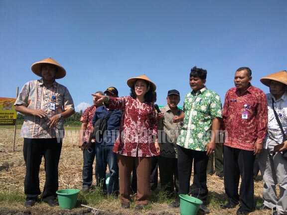 bptp diy diminta mu menyediakan bibit unggul bawang bptp diy diminta mu menyediakan bibit unggul bawang