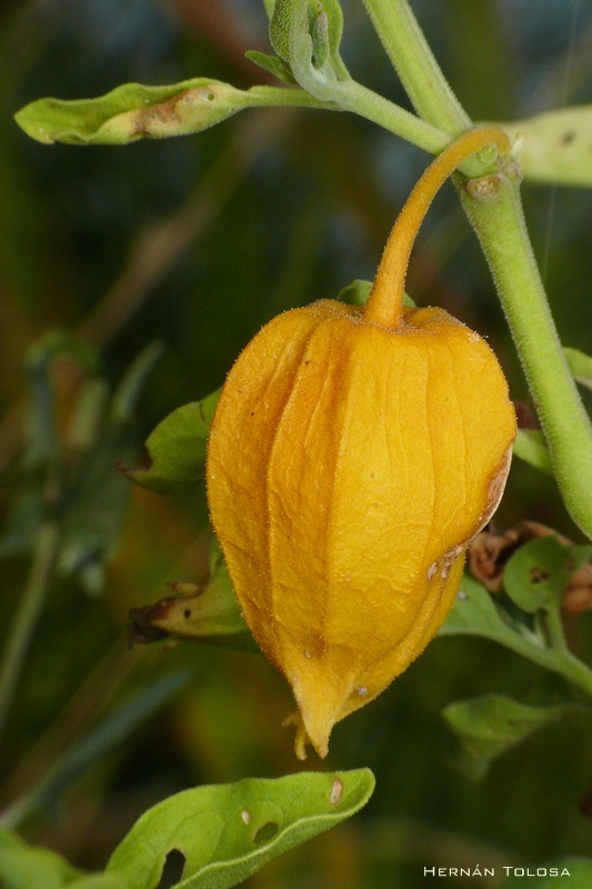 Flora Bonaerense Camambú (Physalis viscosa)