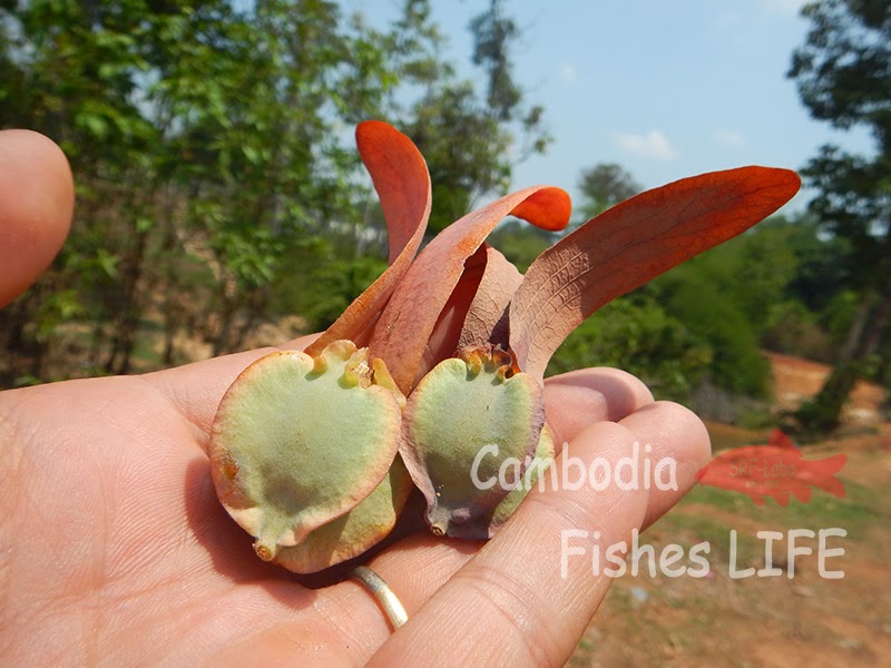 Cambodia Fish LIFE ~シェムリアップ淡水魚研究所SRF-Labo~
