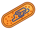 ilustrasi sebuah bakteri yang mungkin menjadi penyebab limfoma non hodgkin
