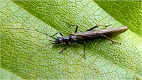 Insects of Scotland: Mayflies/Stoneflies
