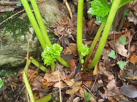 Tallos del acanto