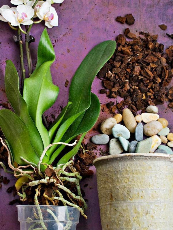 Как ухаживать за орхидеей дома: выращиваем капризный цветок правильно