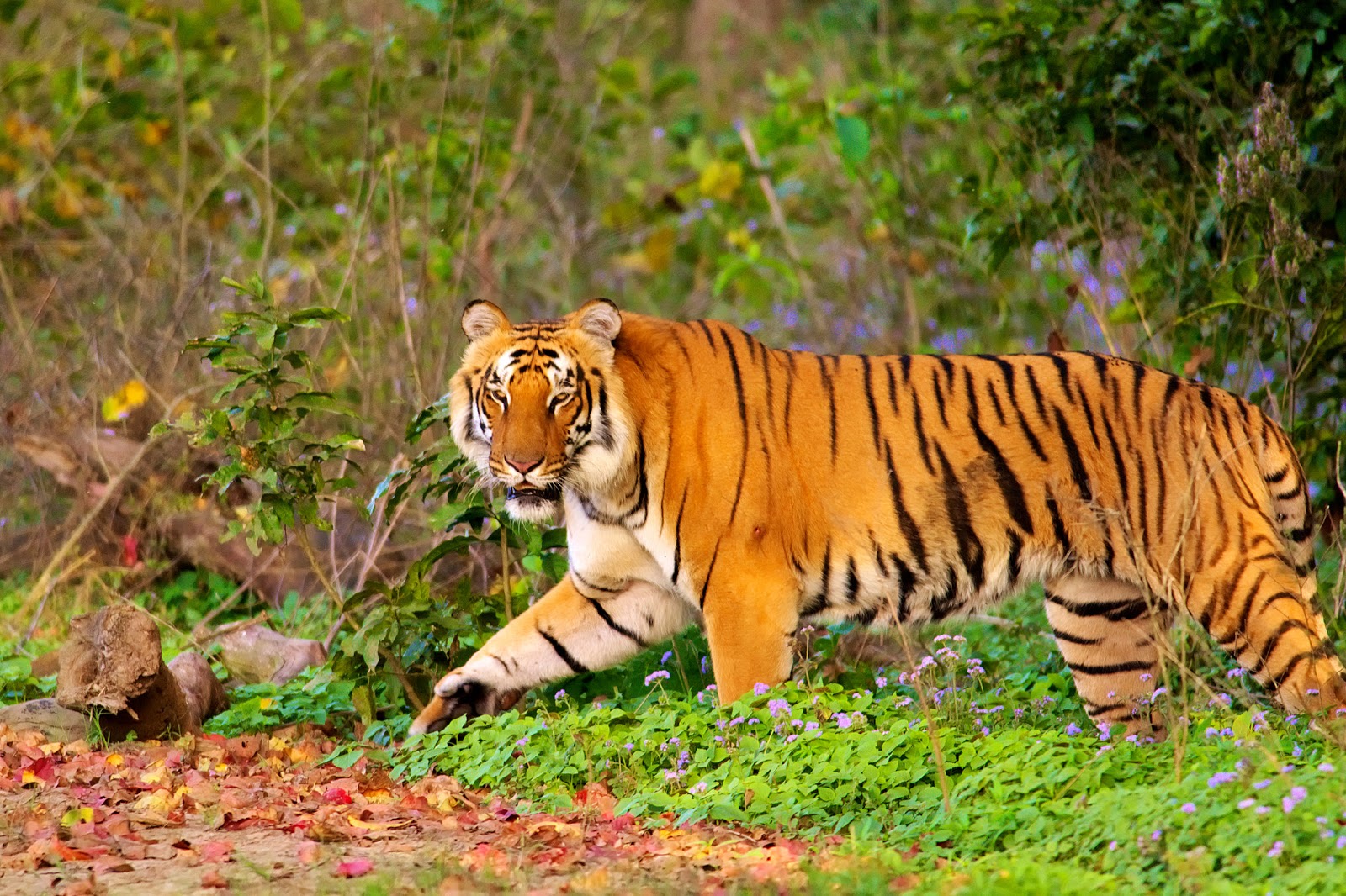The Amazing World Jim Corbett National Park, Nainital District