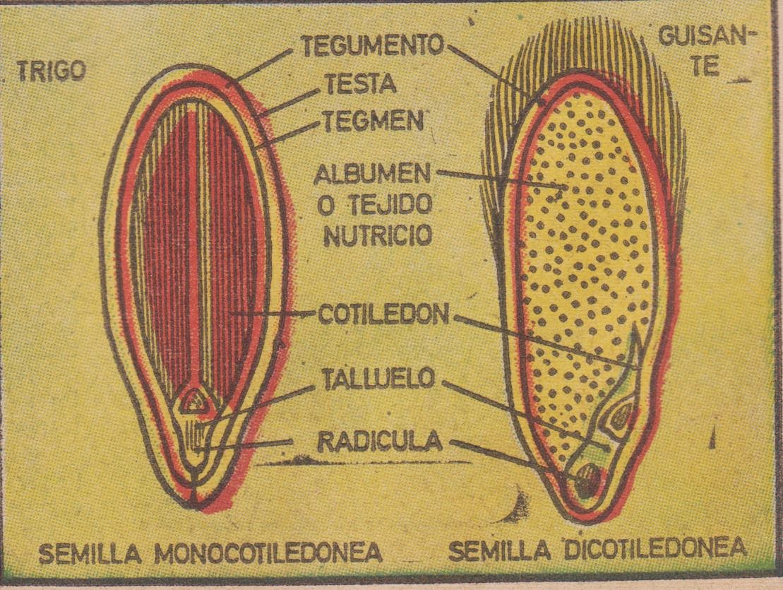 La semilla La semilla