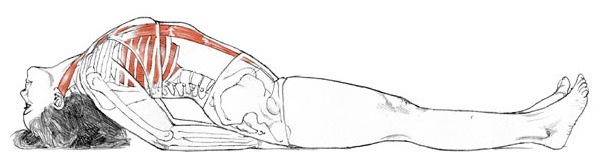Matsyasana Anatomy