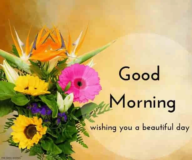 beautiful good morning ecard with rose flower