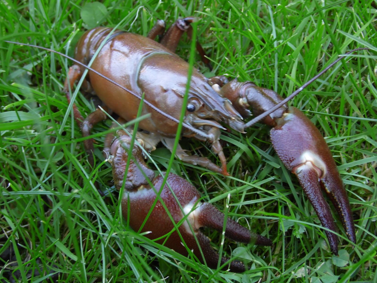 earlybirder: Signal Crayfish: an ecological threat to rivers in the UK
