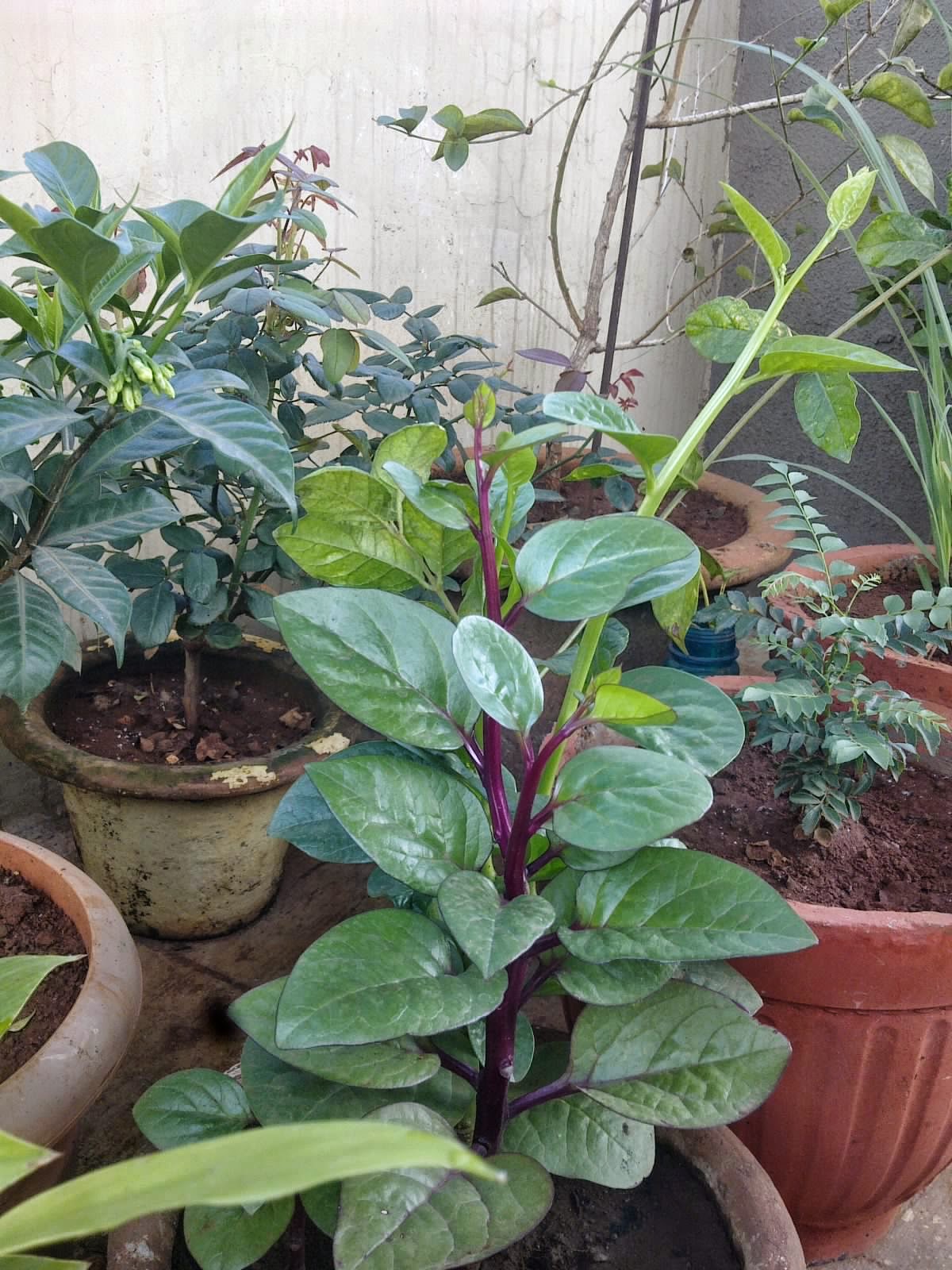 Plants Growing In My Potted Garden. Growing Malabar Spinach In my