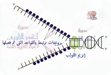 تضاعف الحمض النووى dna - إنزيمات اللولب - إنزيمات البلمرة - إنزيمات الربط
