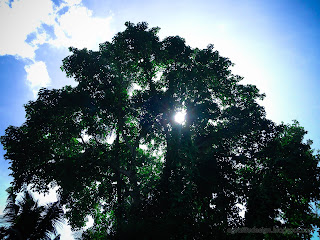 Morning Sunlight Behind The Big Wild Tree At Ringdikit Farmfield, North Bali, Indonesia