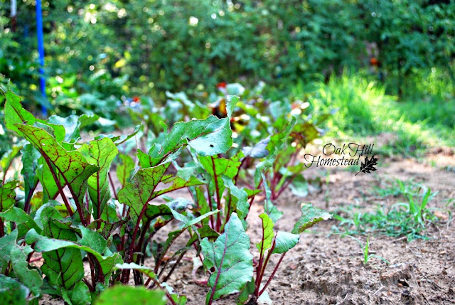 Turn your yard waste and kitchen garbage into nutrient-enriched super soil. Here are 4 reasons you should be composting!