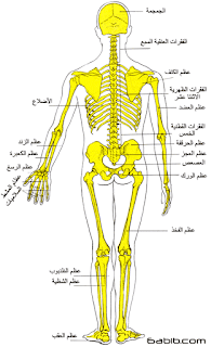 الهیكل العظمي, أنواع العظام, جسم الانسان