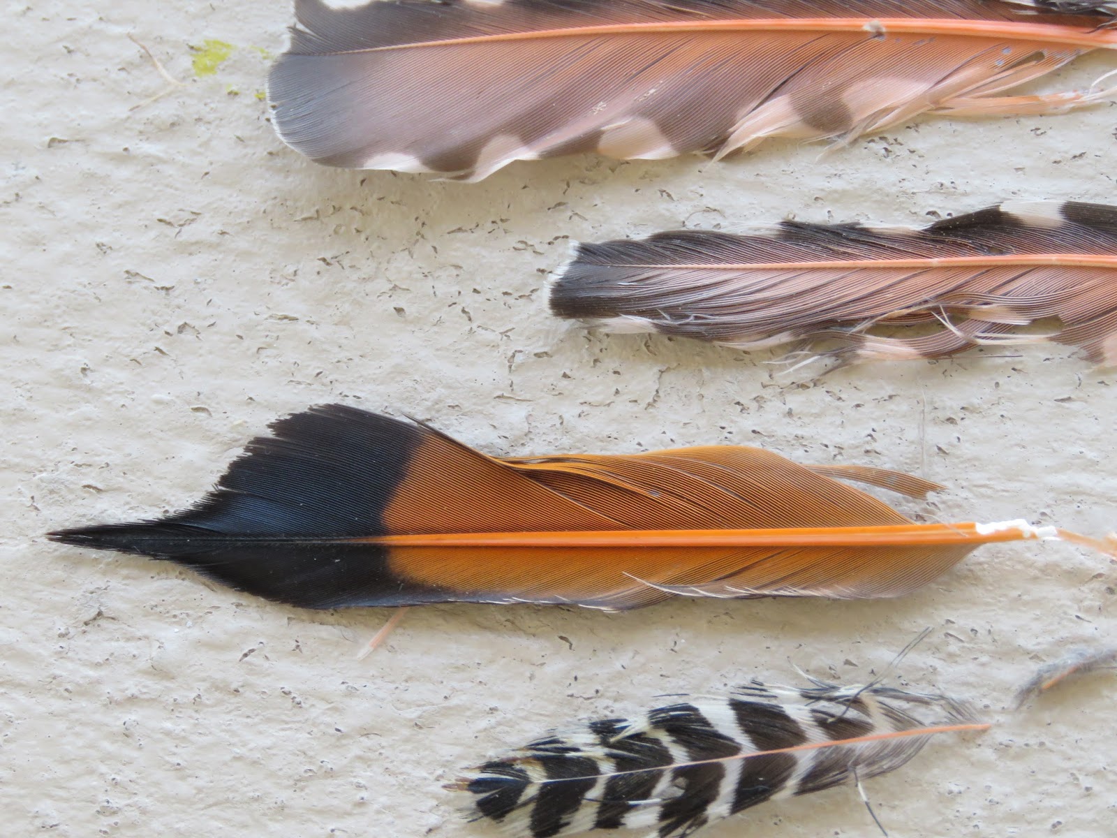 Birds of Shoshone Wetlands